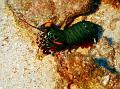 SIMILAN NOV 2008 .PHOTO LORAN (199)